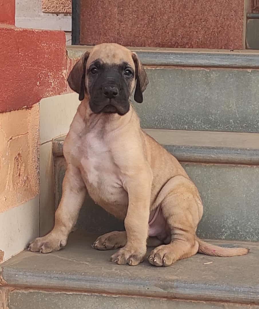 Great Dane puppies from ahmedabad. Breeder: Swapnil